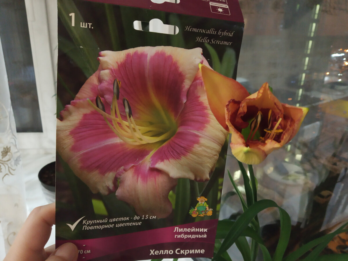 Бутон начал распускаться ночью фото 08.04.2022 