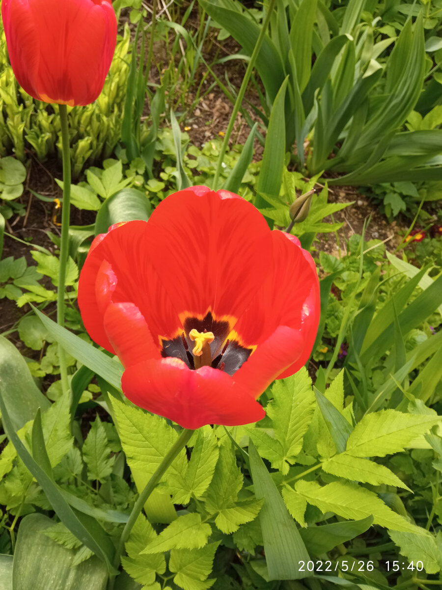 Фото автора статьи Крымские тюльпаны