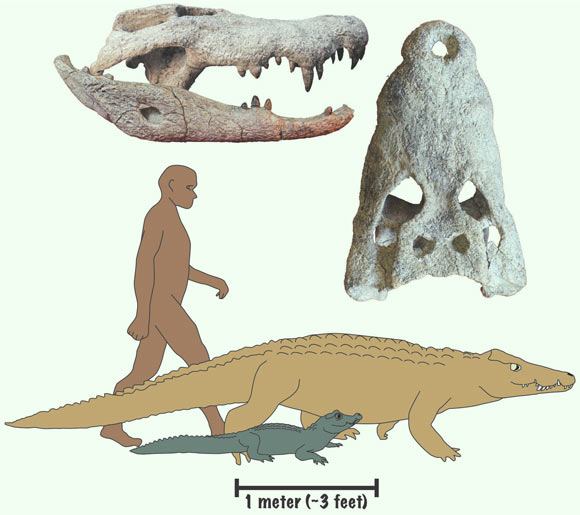 Kinyang tchernovi (золотой) и тупорылый крокодил (зелёный)
