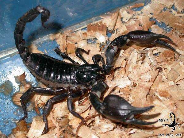 Что едят скорпионы в Китае? | Сельское хозяйство в Китае | Дзен