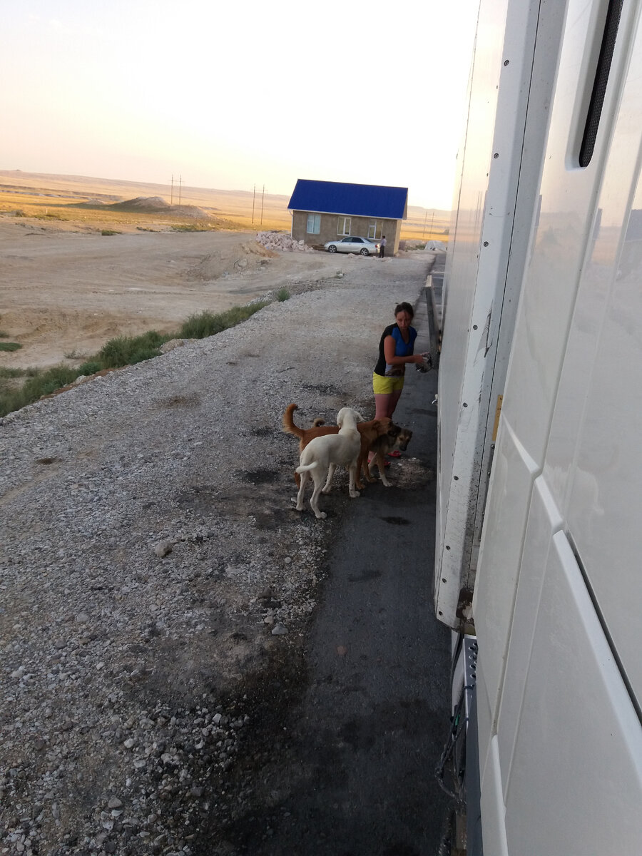Тот самый момент. В кадре не все собаки, их было пять, или шесть. 🐶 Фото автора