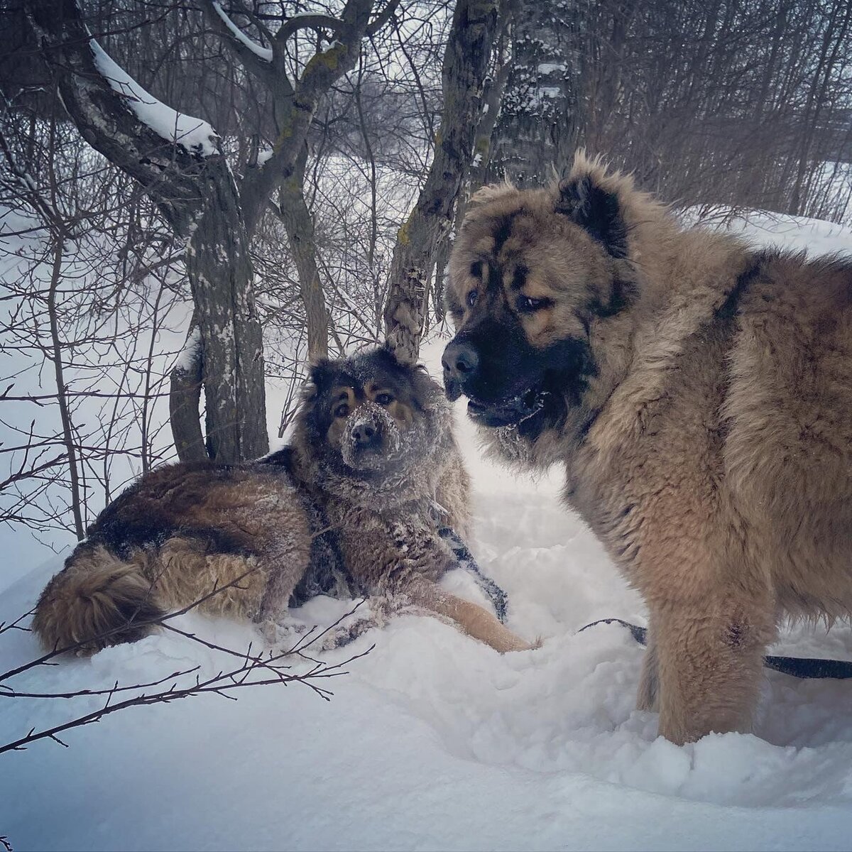 Сосо и Энакин