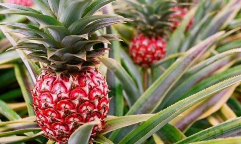 Фото с сайта  https: vsegda-pomnim. И сейчас дикий вид красного ананас можно встретить в  в Эквадоре, Бразилии, Парагвае и Аргентине