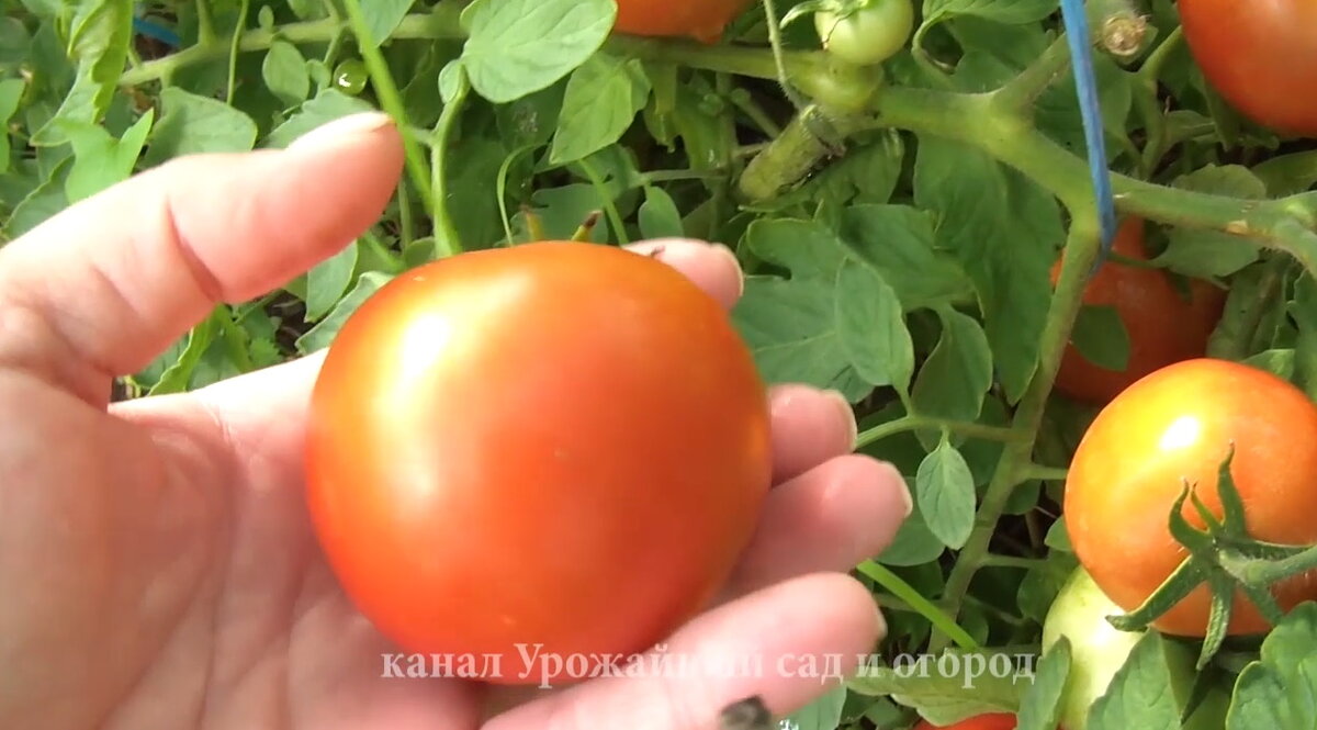 Сделайте так, и томаты сразу покраснеют. Чем подкормить растения летом