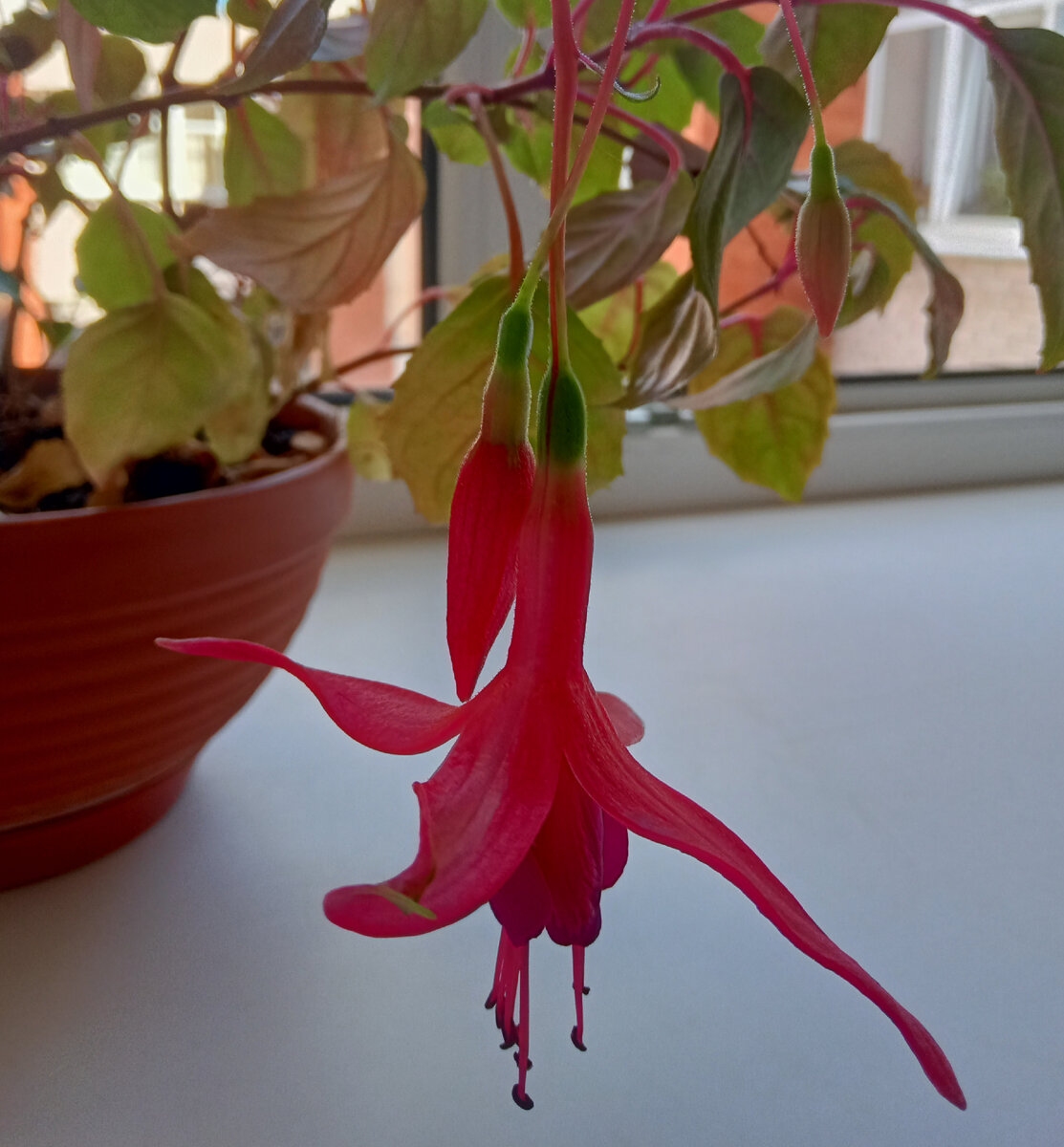 Пришла сегодня на работу, а у меня на подоконнике расцвел аленький цветочек! Прекрасное начало дня! )