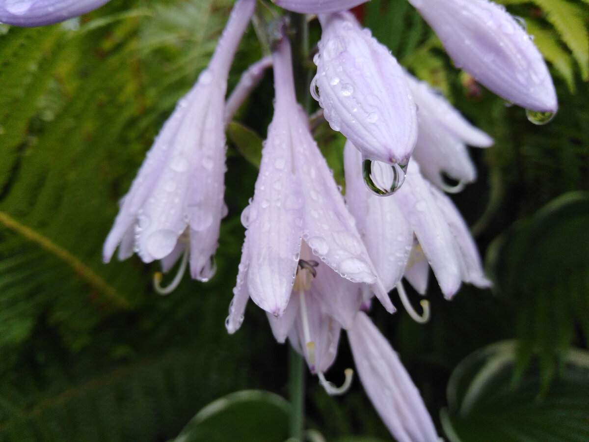 Хрупкие светло-лиловые цветки с капельками дождя