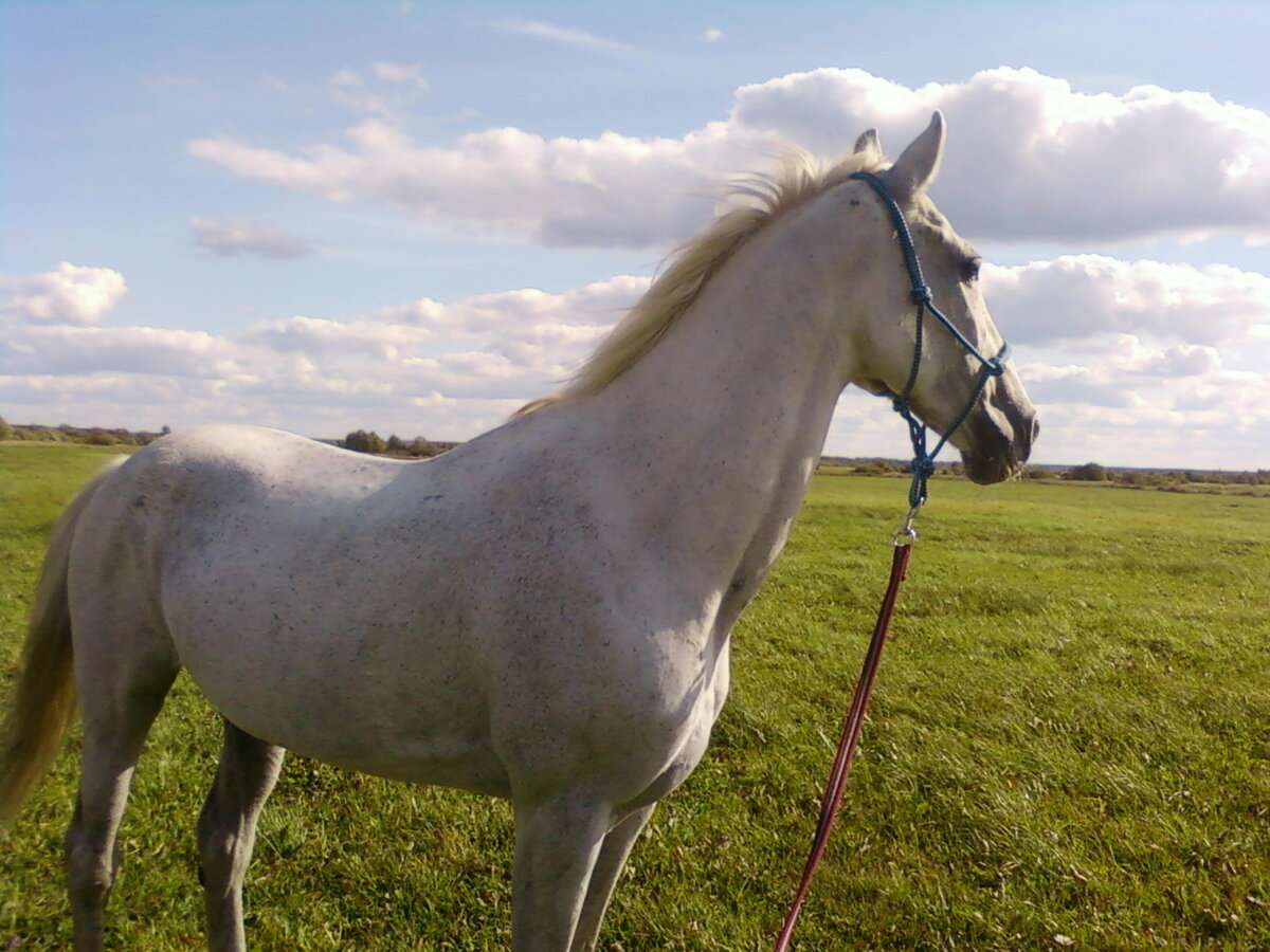 Моя первая "лошадиная любовь" тоже была лошадью из проката. 