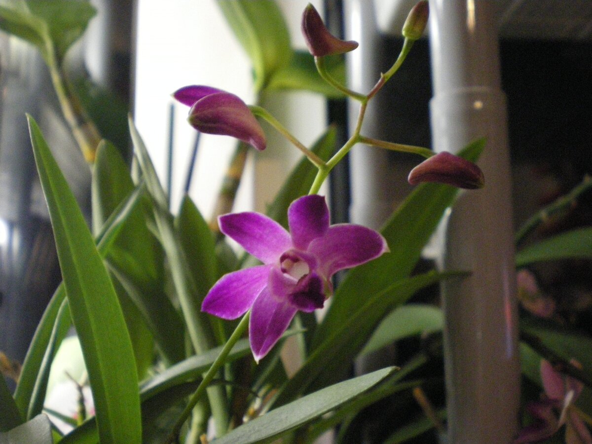 Dendrobium kingianum Berry Оda. Личное фото автора