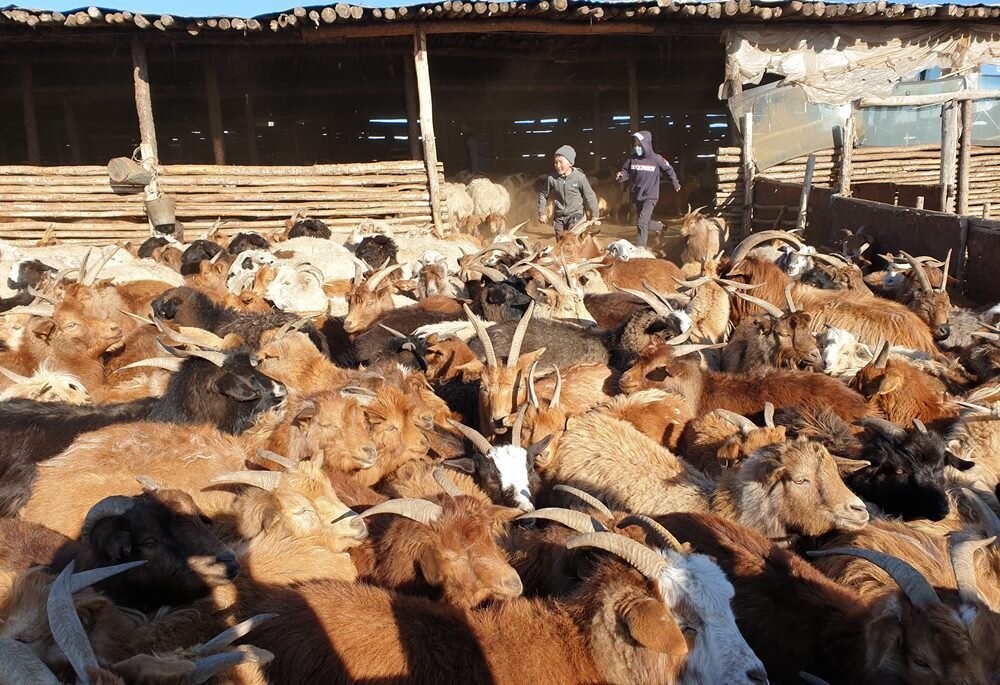 Овцеводческие фермы в Эрдэн-Сум, Монголия (uLikeKorea)
