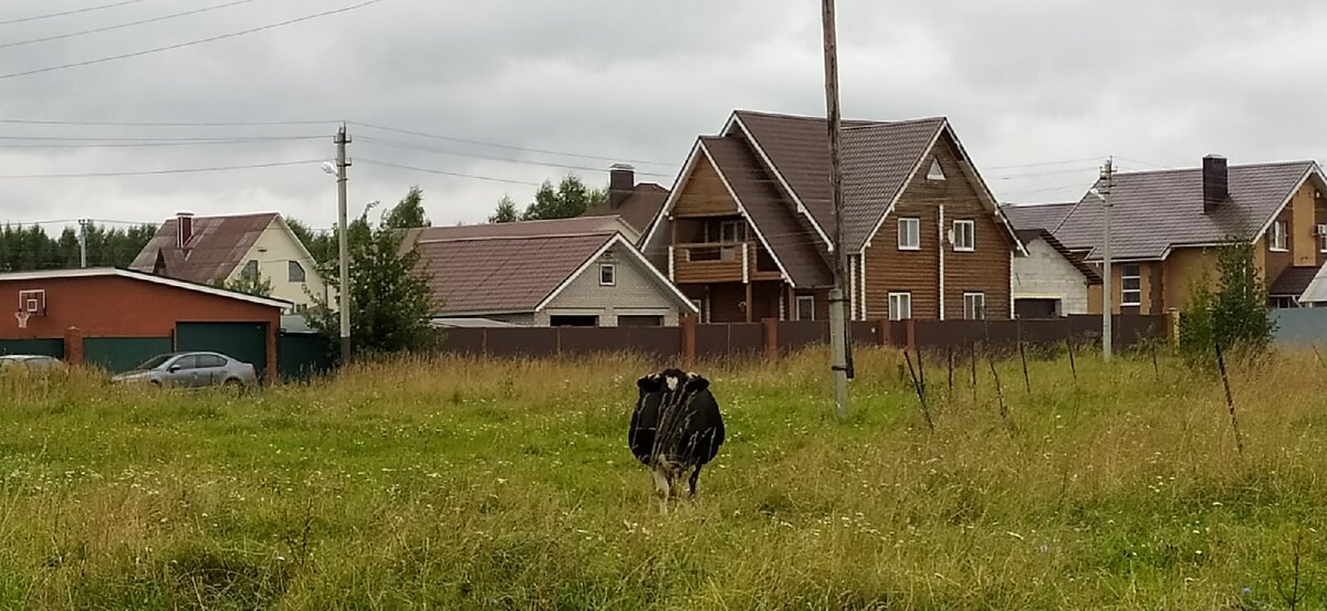 Корова в элитном коттеджном поселке.