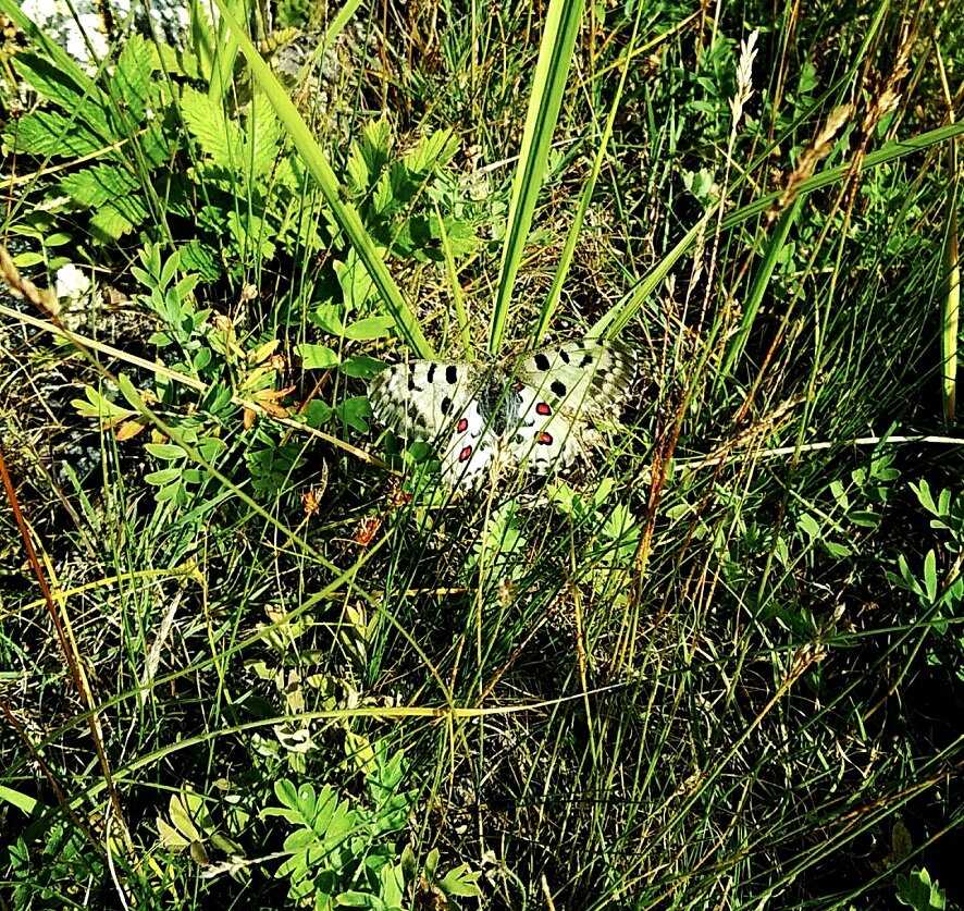 Аполлон обыкновенный (Parnassius apollo). Верхнее течение р.Чулышман. Фото Е. Черткова