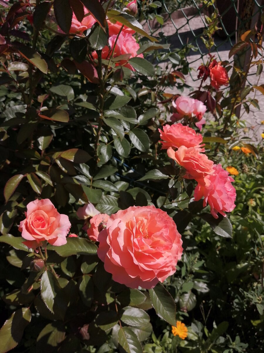 Роза шраб Deborah