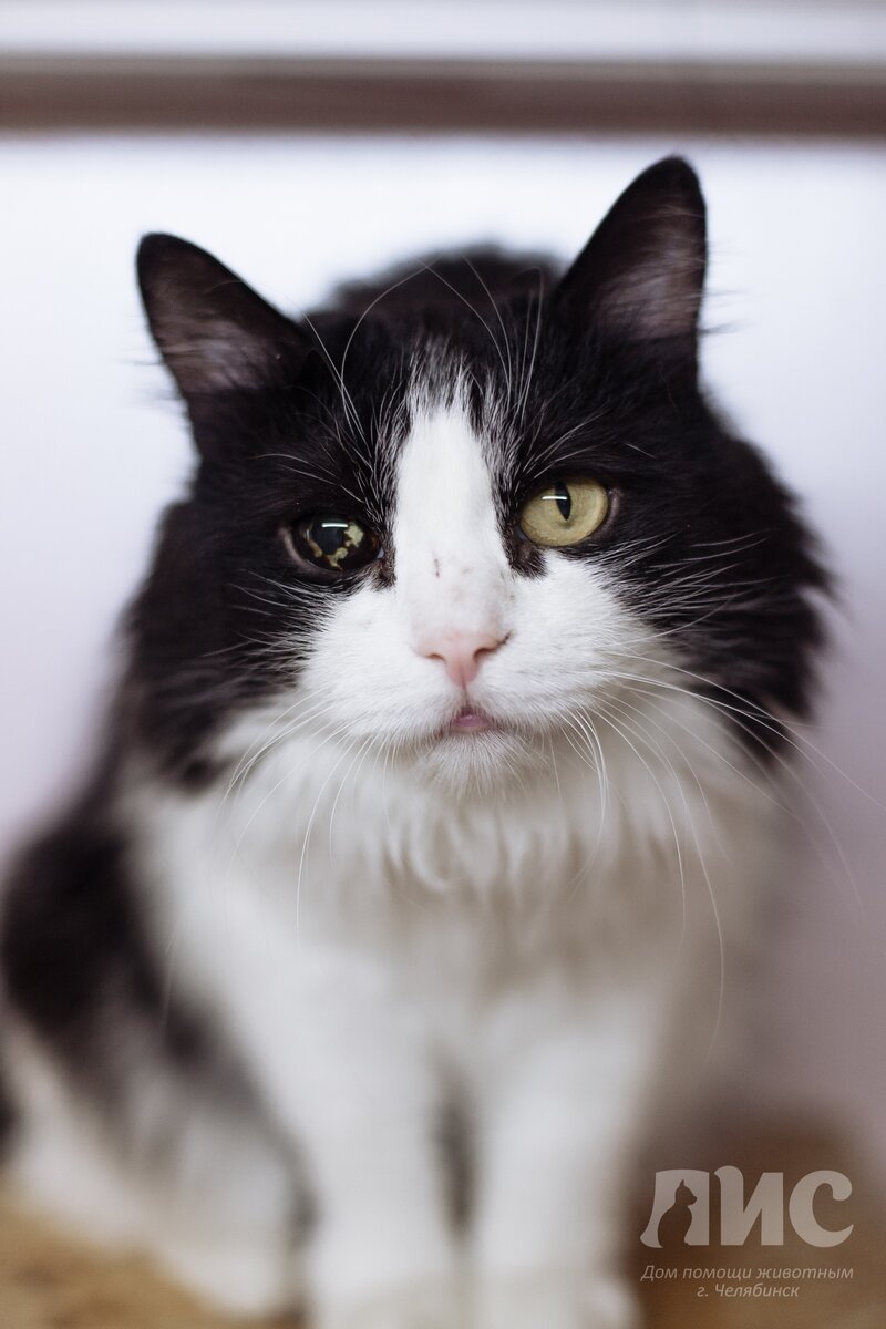 Норик. Фото из приюта.