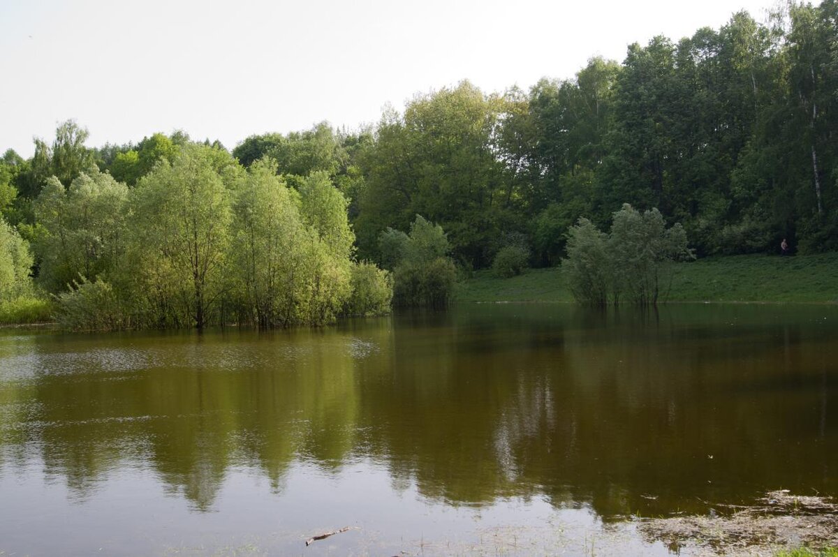 Собачий пруд в природно-историческом парке "Кусково"