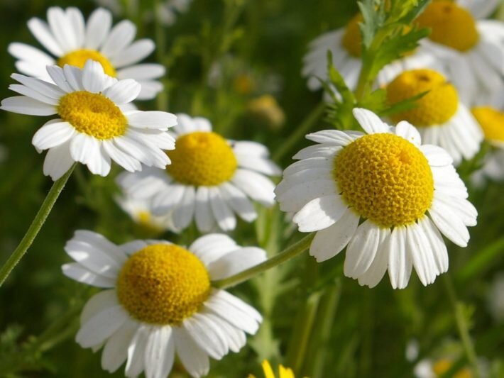 Вешний вид (фото) ромашки аптечной