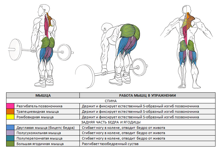 Становая тяга. Какие мышцы задействованы ?