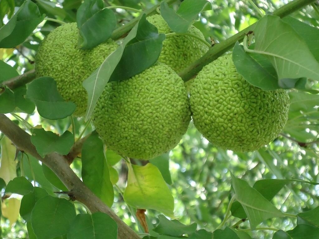 Вот эта самая загадочная маклюра