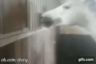Конь и кобыла