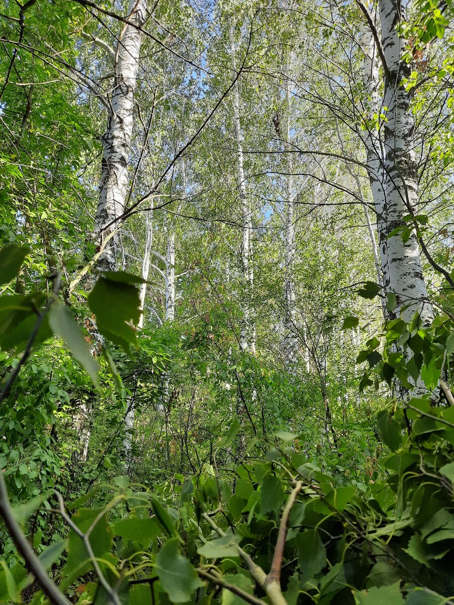 Березавая роща