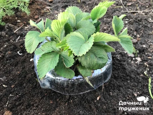 Фото: Дачный труженик