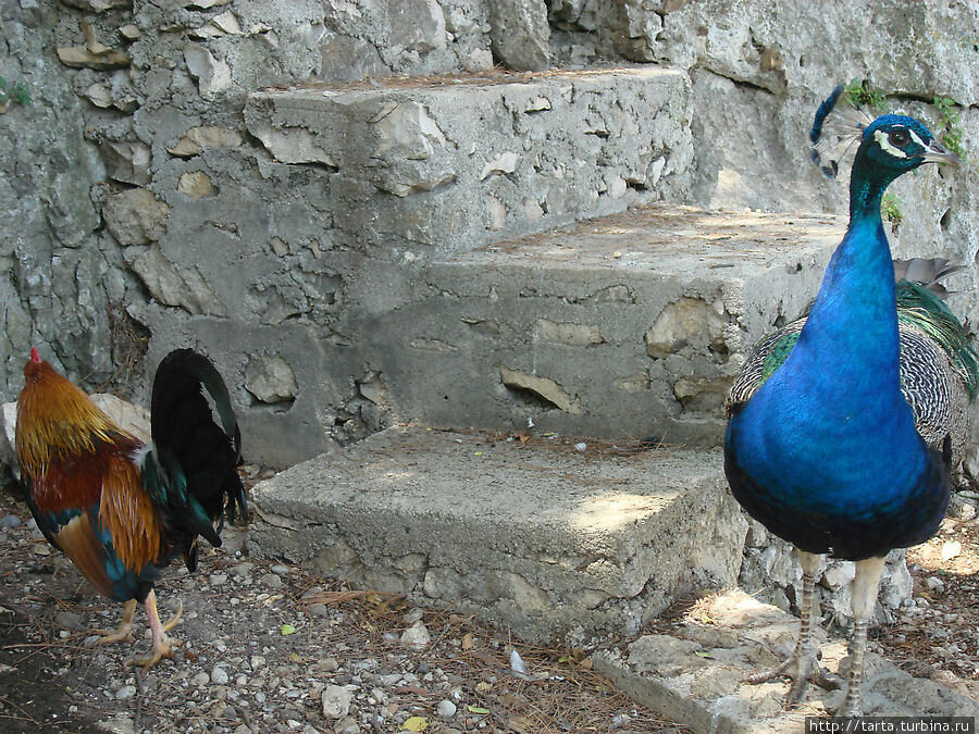 Фото: Яндекс