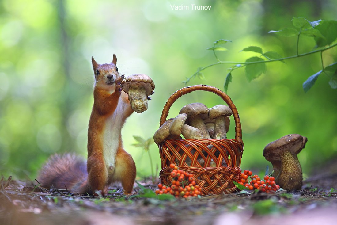 ЗИМА  - УЖЕ ДОВОЛЬНО БЛИЗКО, ЗАПАСЫ НАДО ПОИСКАТЬ...