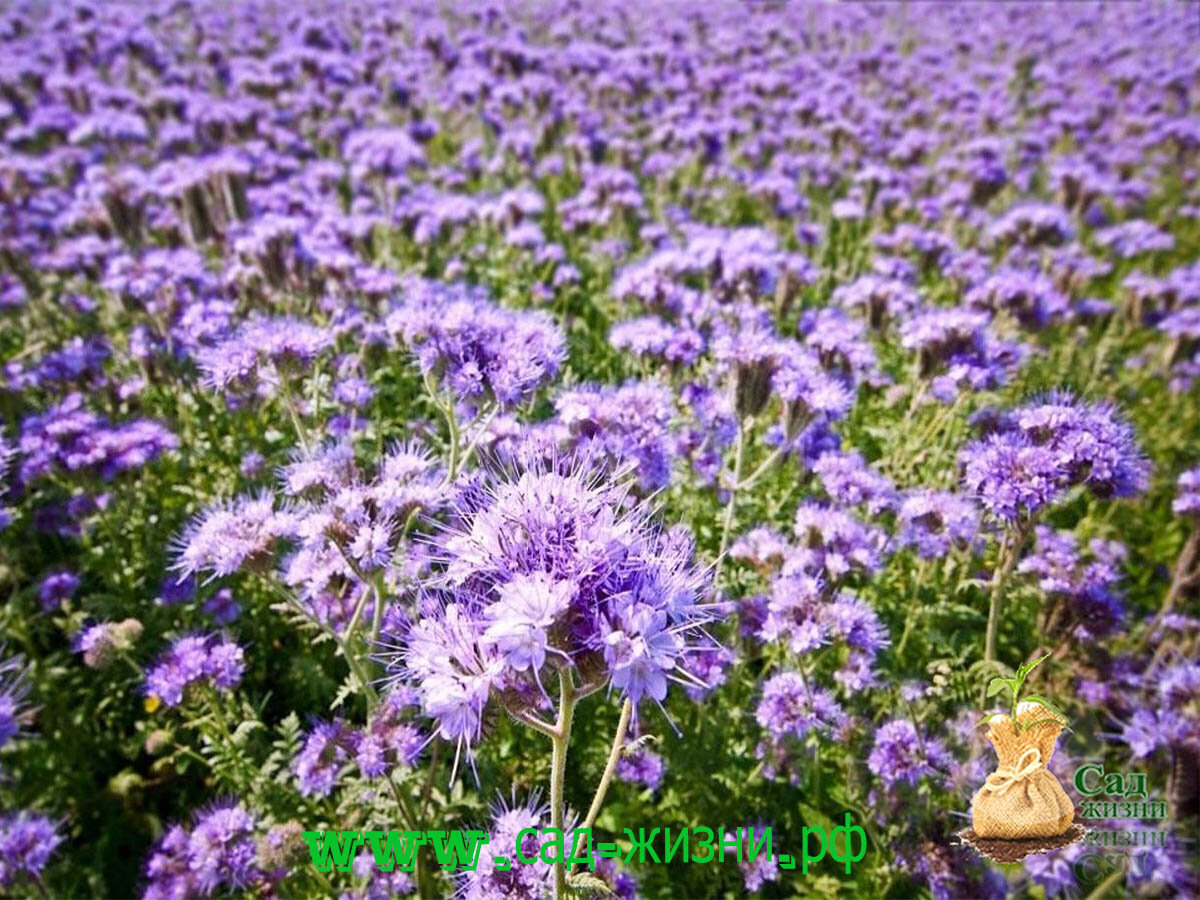 Нужно ли сажать сидераты осенью