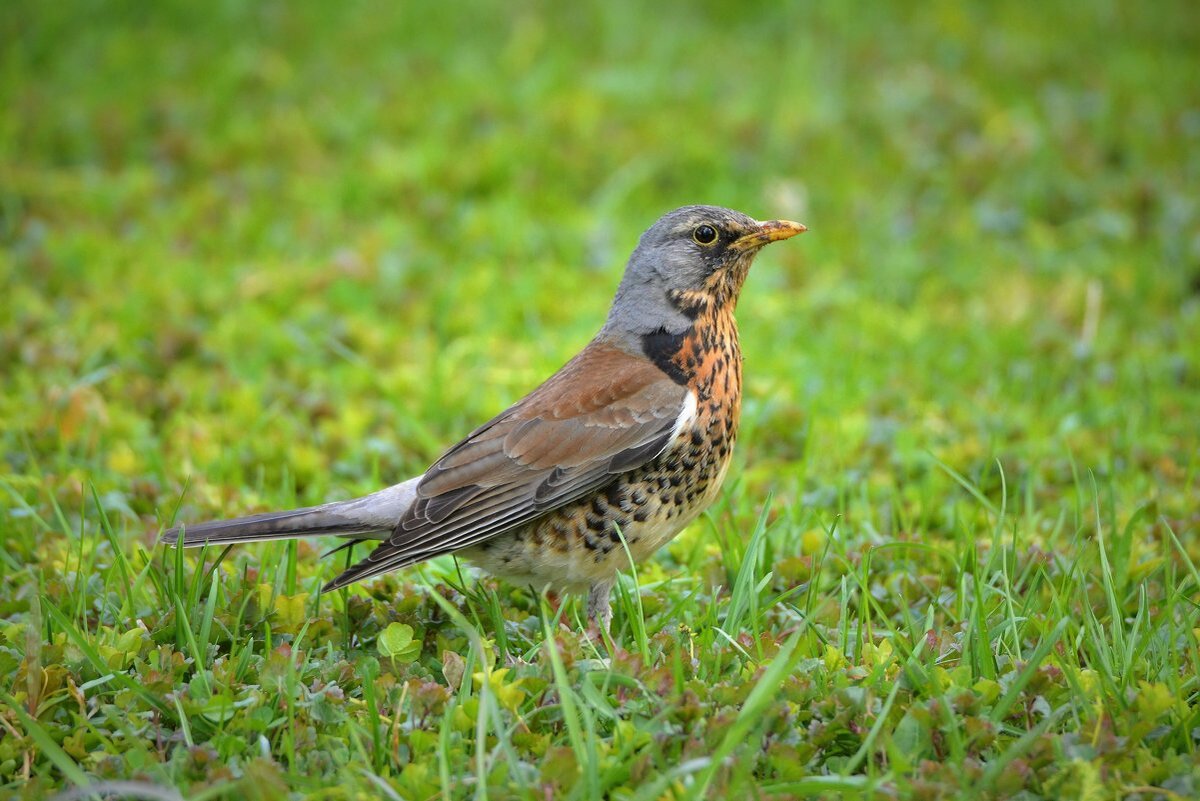 дрозд рябинник