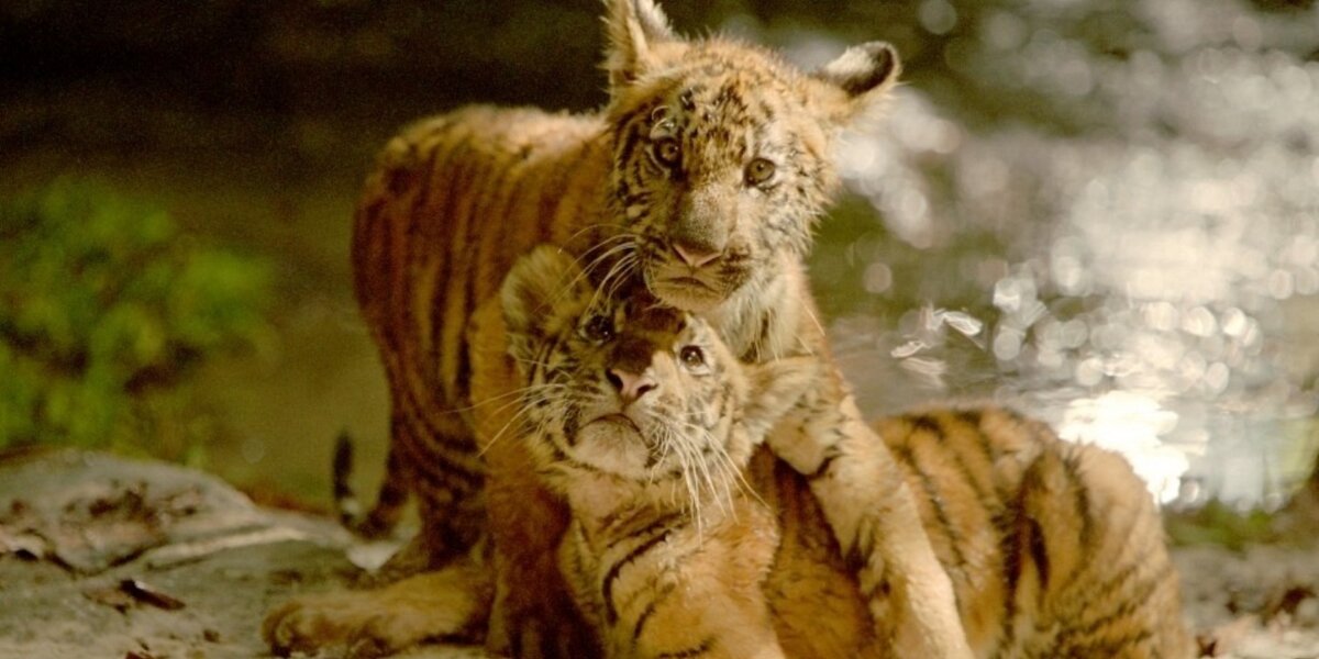 Источник фотографии Яндекс.Картинки  

