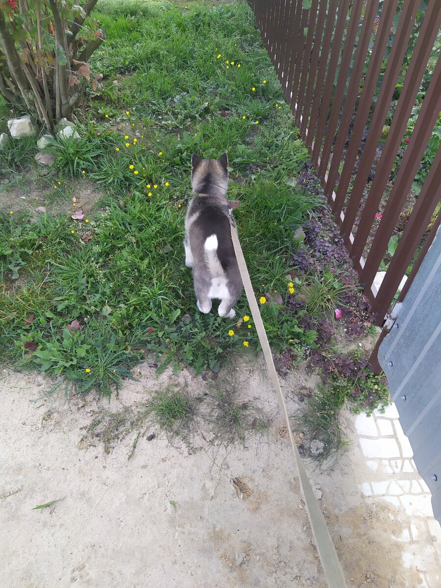 Он был очень непослушный и если у вас тоже имеются проблемы с воспитанием щенка может эта статья вам поможет.