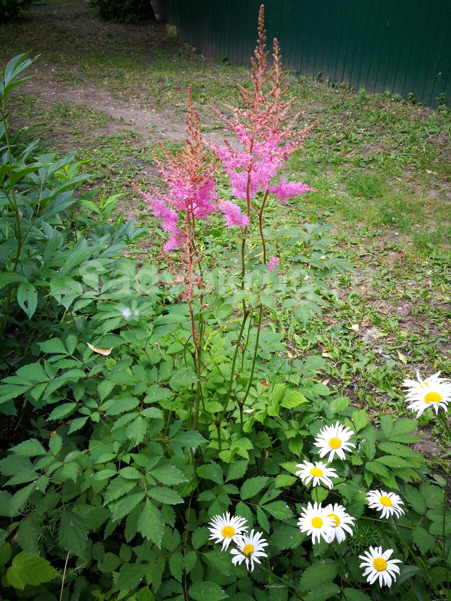 Фото. Многолетняя астильба. Выбираем место для посадки.