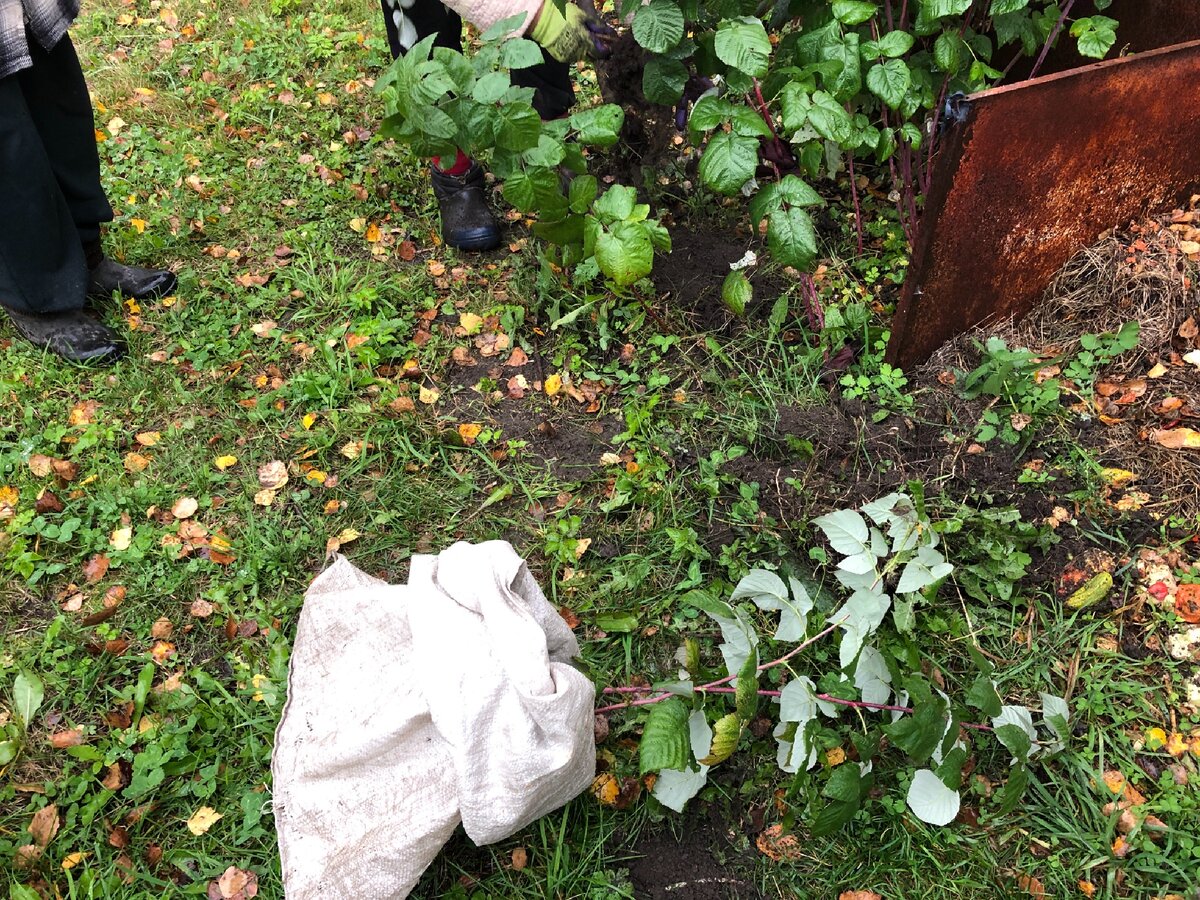 Копаем малину у соседки. Фото автора