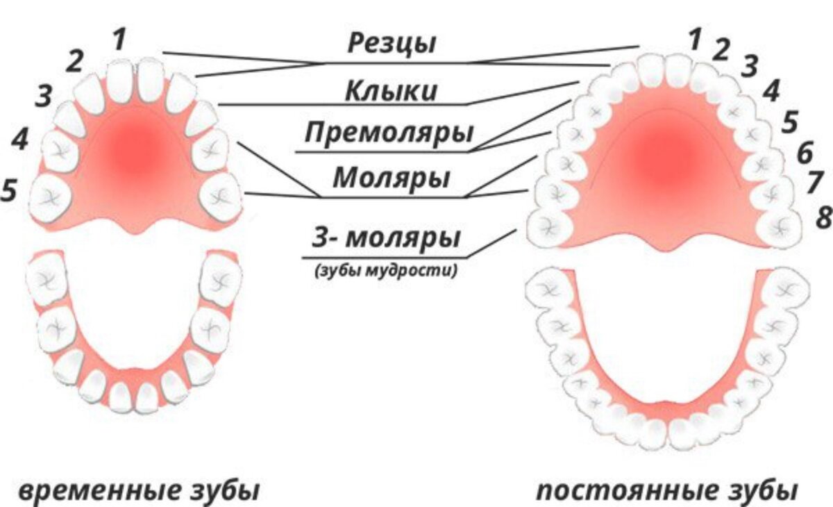 Строение молочных и постоянных зубов