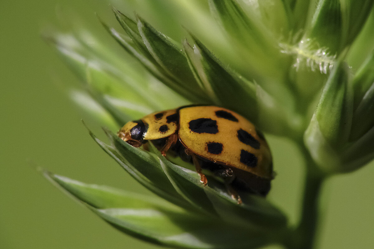 Стратегия защиты божьих коровок | Macro_Jane: Записки восторженного  фотографа | Дзен