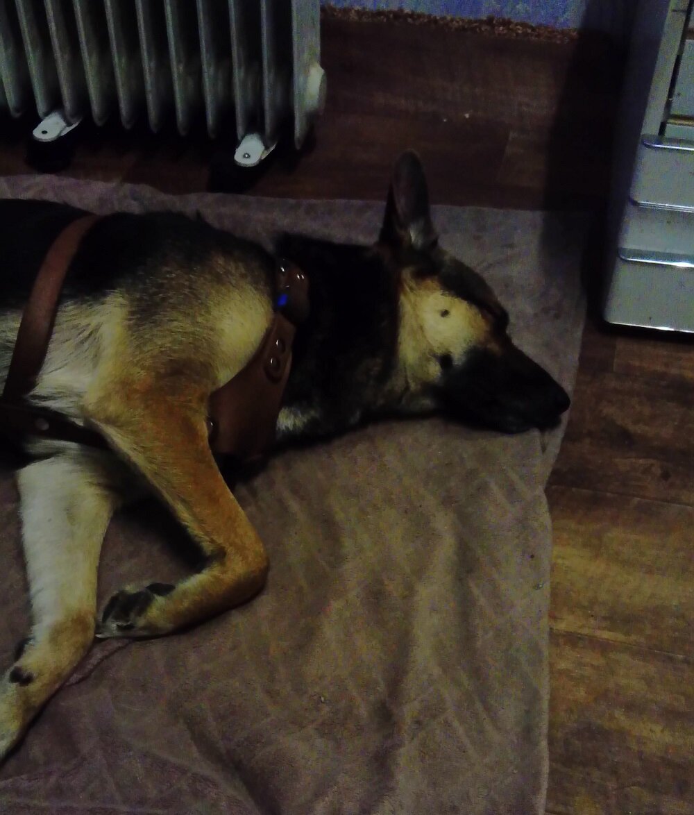 Дина - дома на подстилке (фото этого года - тут она уже далеко не щенок) | Фото автора