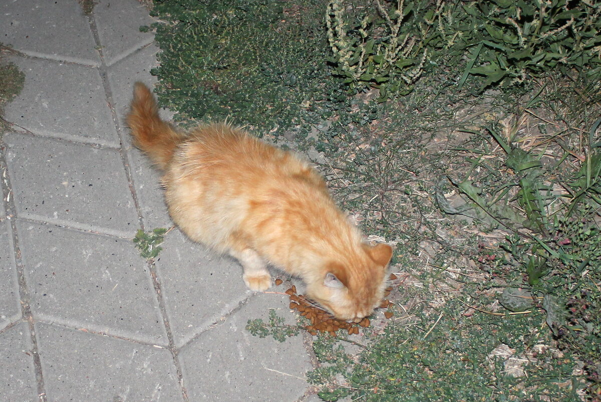 Очень голодная, даже мордочку от корма сегодня не отрывала. Фото моё