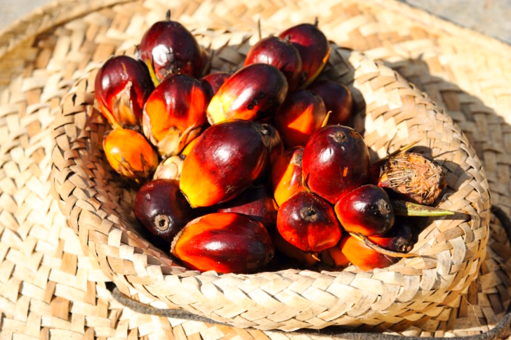 Плоды пальмового масла