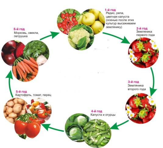 Схема севооборота овощных культур на дачном участке таблица