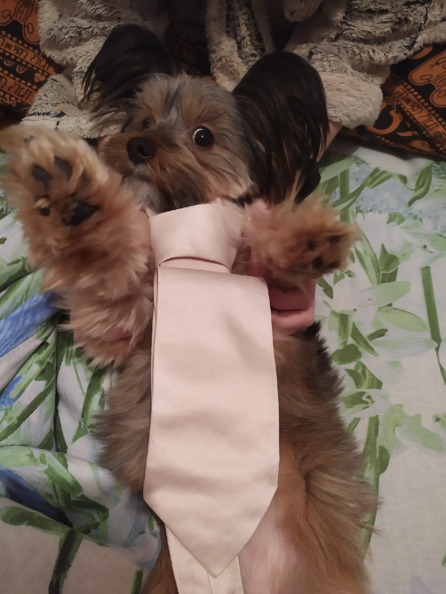 Очень деловая собака