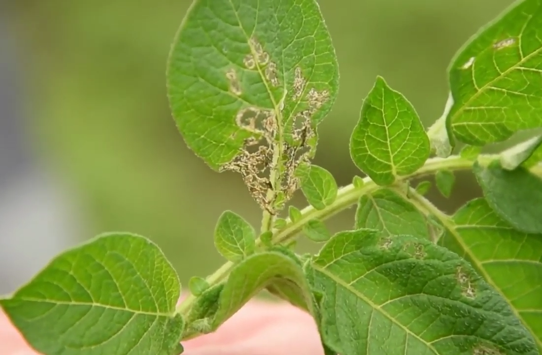 На фото: Урон нанесенный картофельной коровкой