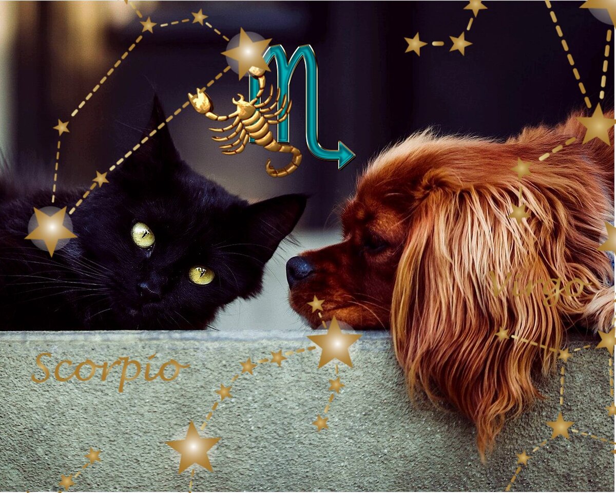 Кот и собака Скорпионы