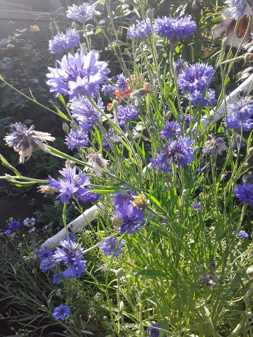 Васильки вымахали по полметра, лишив бедные хризантемы шанса стать шарами