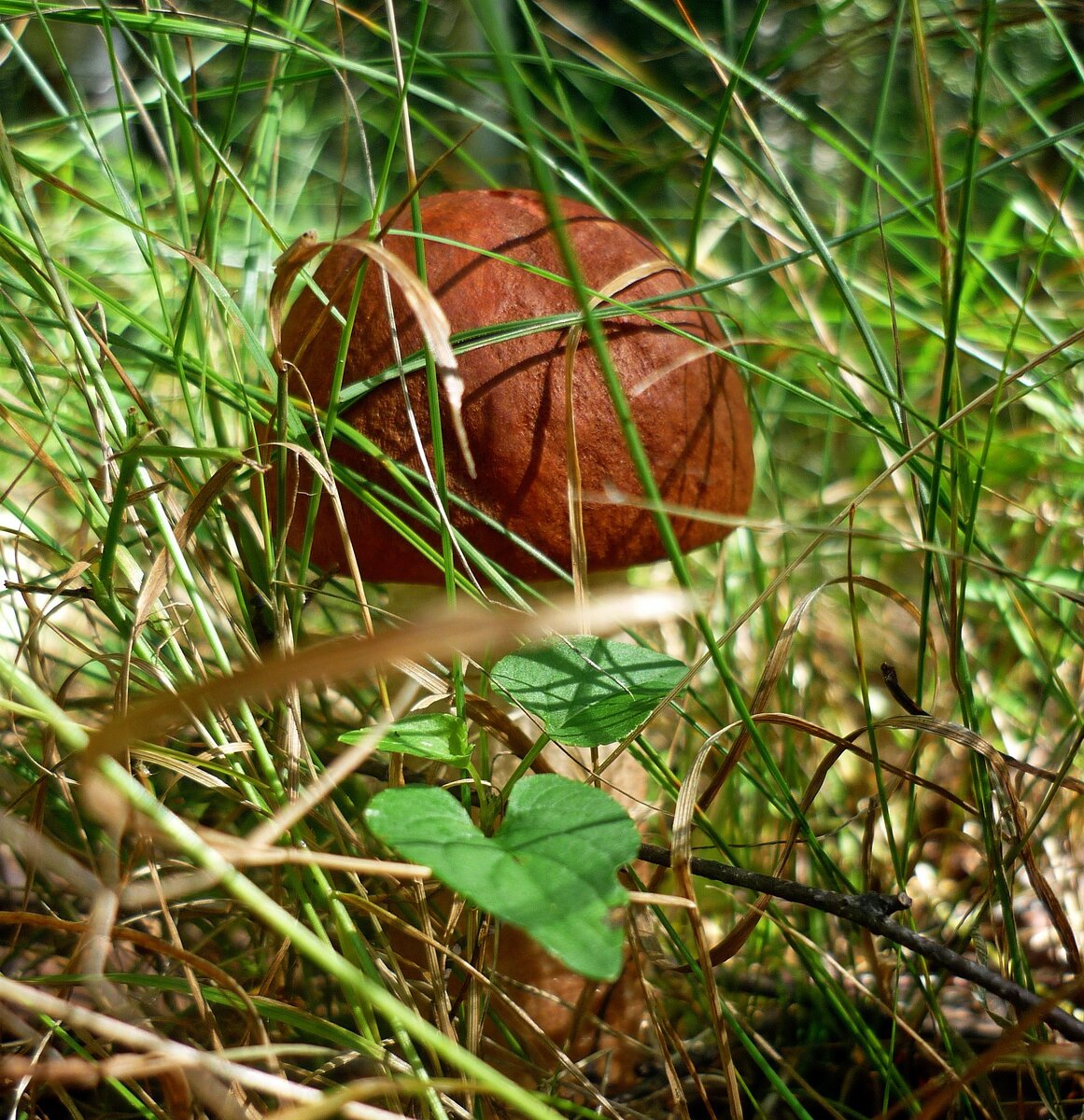 тивикова мордовия ельники. храм архангела михаила с. дпд село ельники мордовия. подслушано ельники. ельники мордовия.