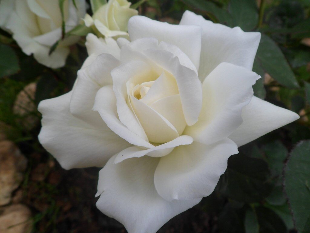 Космос. Чайно-гибридная роза.