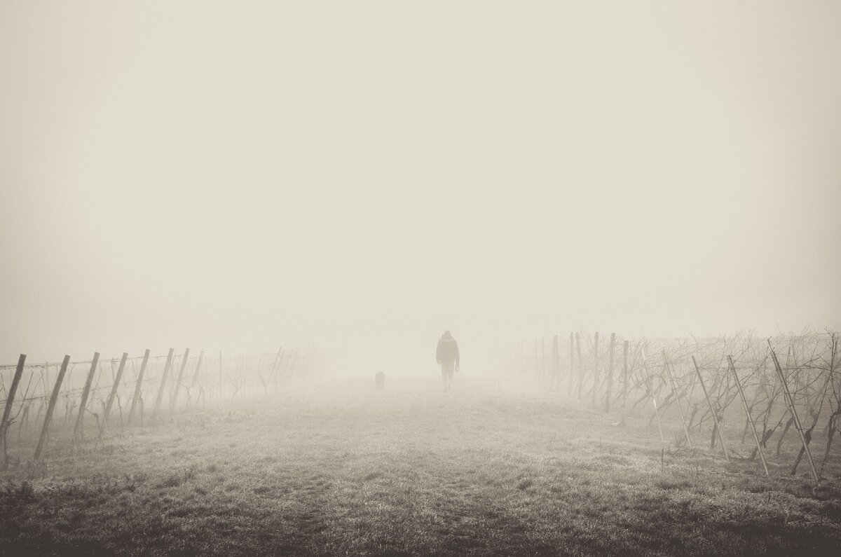 Изображение взято с сайта https://pixabay.com/ru/