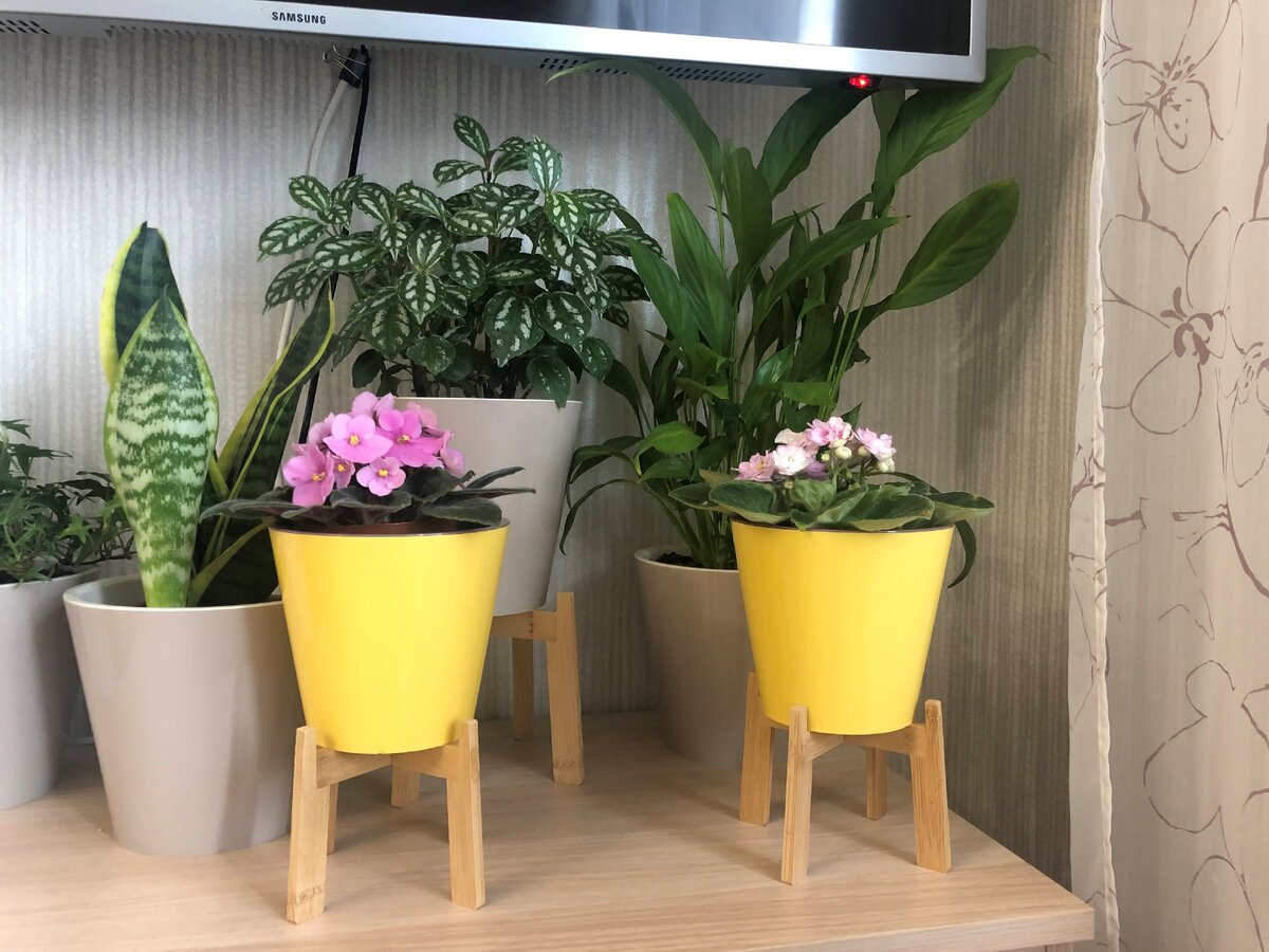 Любимые фиалки