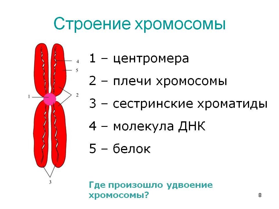 хромосомы строение рисунок