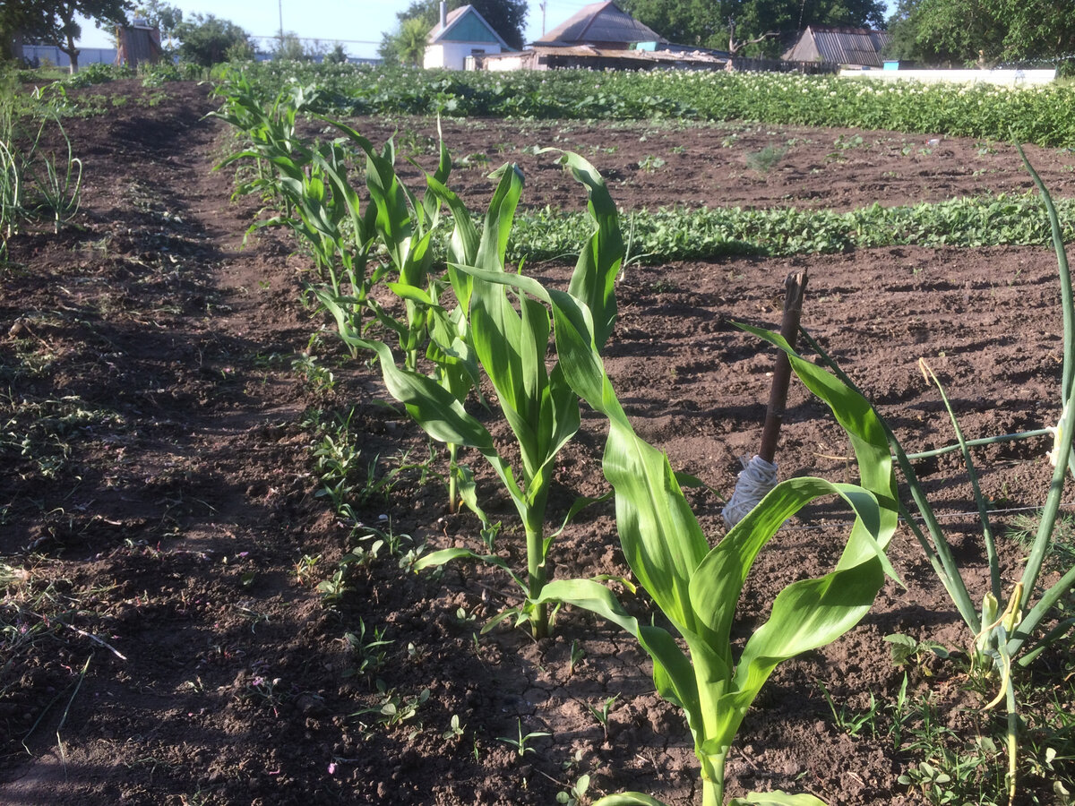 Как посадить кукурузу в огороде в открытый. Кукуруза на грядке. Падалица кукурузы. Кукуруза растет на грядке. Сажаем кукурузу.