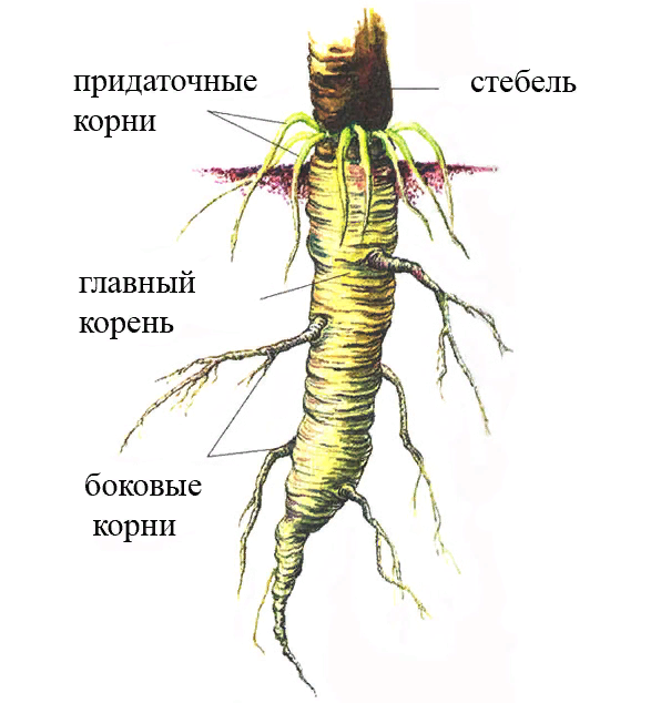 Корни.