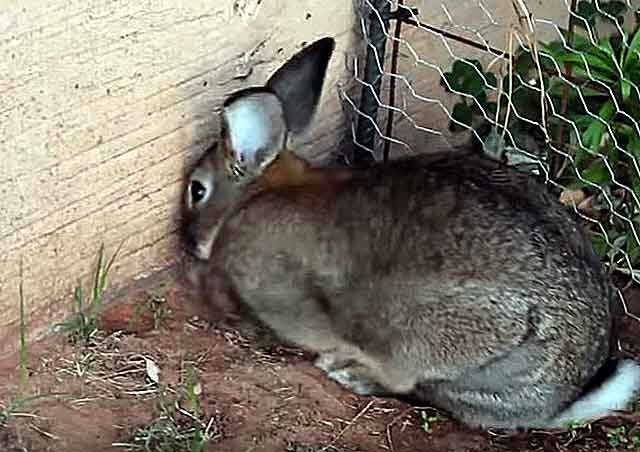 Почему болит живот у кроликов